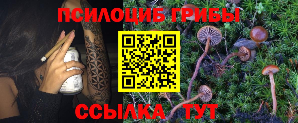 Елабуга  Псилоцибиновые грибы Psilocybe  Псилоцибиновые грибы Cubensis  Вход с VPN 